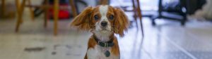 Mawsons Dog